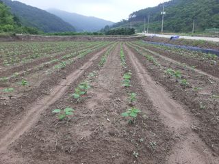 효십아찌님의 콩 · 자유게시판 작성글 사진