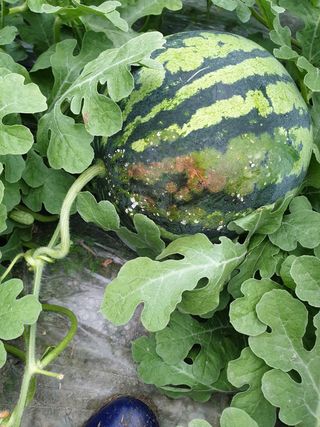 딸둥이아빠님의 기타작물 · 병해충상담 작성글 사진