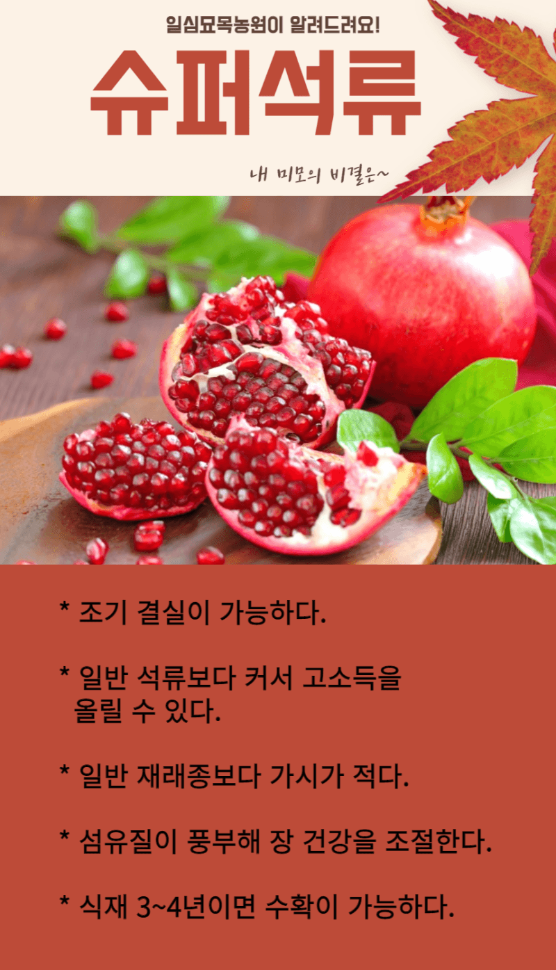 장터 상품 [슈퍼왕석류 3년생 결실주 포트묘] 썸네일