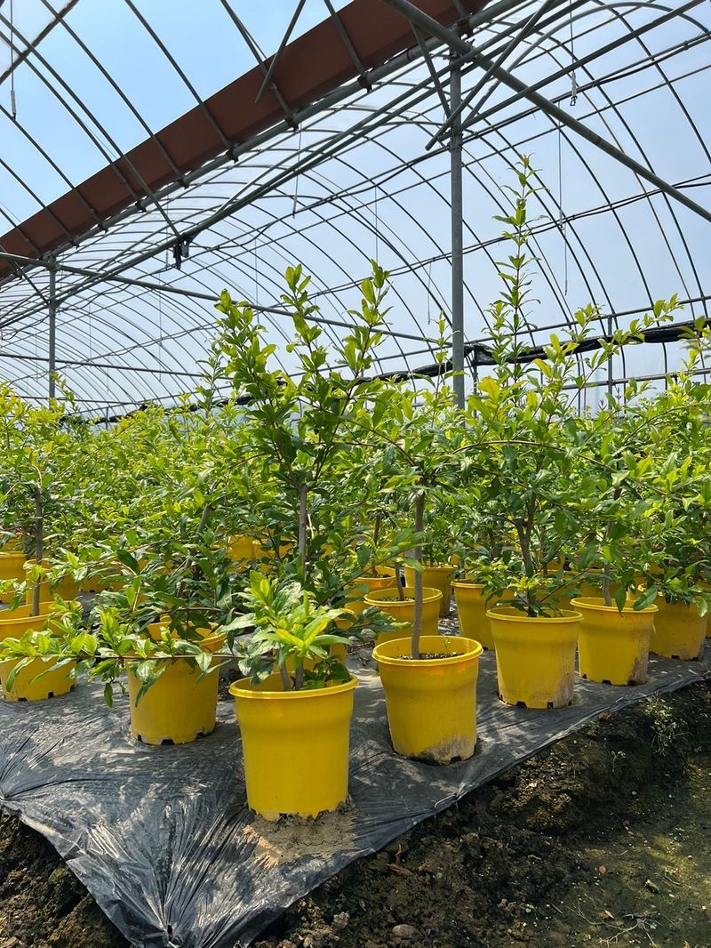 일심묘목농원님의 장터 판매 상품 [슈퍼왕석류 3년생 결실주 포트묘] 첨부 사진