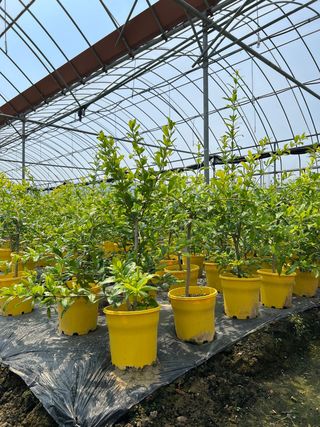 일심묘목농원님의 작성글 사진