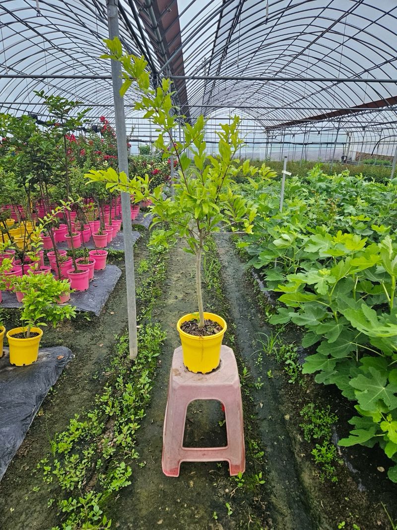 일심묘목농원님의 장터 판매 상품 [슈퍼왕석류 3년생 결실주 포트묘] 첨부 사진