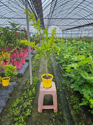 일심묘목농원님의 작성글 사진