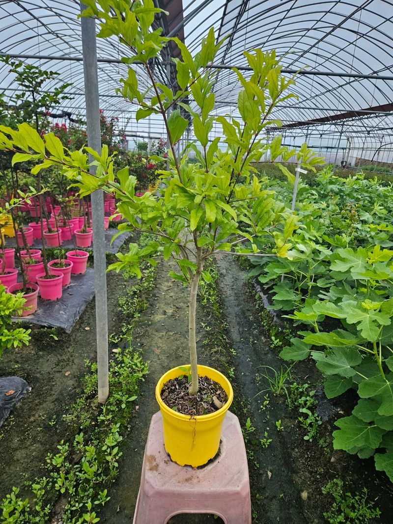 일심묘목농원님의 장터 판매 상품 [슈퍼왕석류 3년생 결실주 포트묘] 첨부 사진