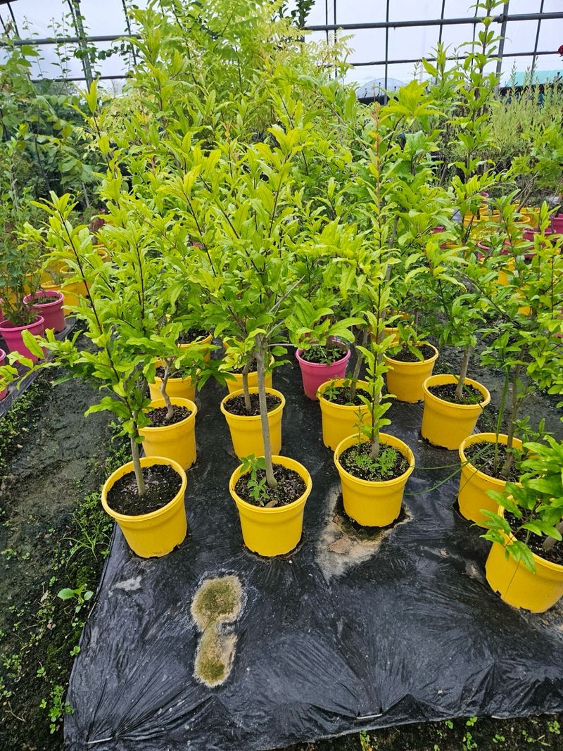 일심묘목농원님의 장터 판매 상품 [슈퍼왕석류 3년생 결실주 포트묘] 첨부 사진