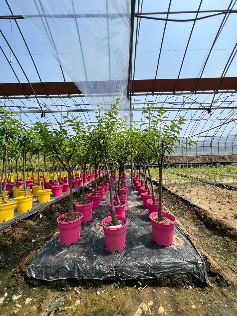 일심묘목농원님의 장터 판매 상품 [왕자두 3년생 결실주 포트묘] 첨부 사진