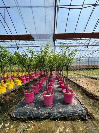 일심묘목농원님의 작성글 사진