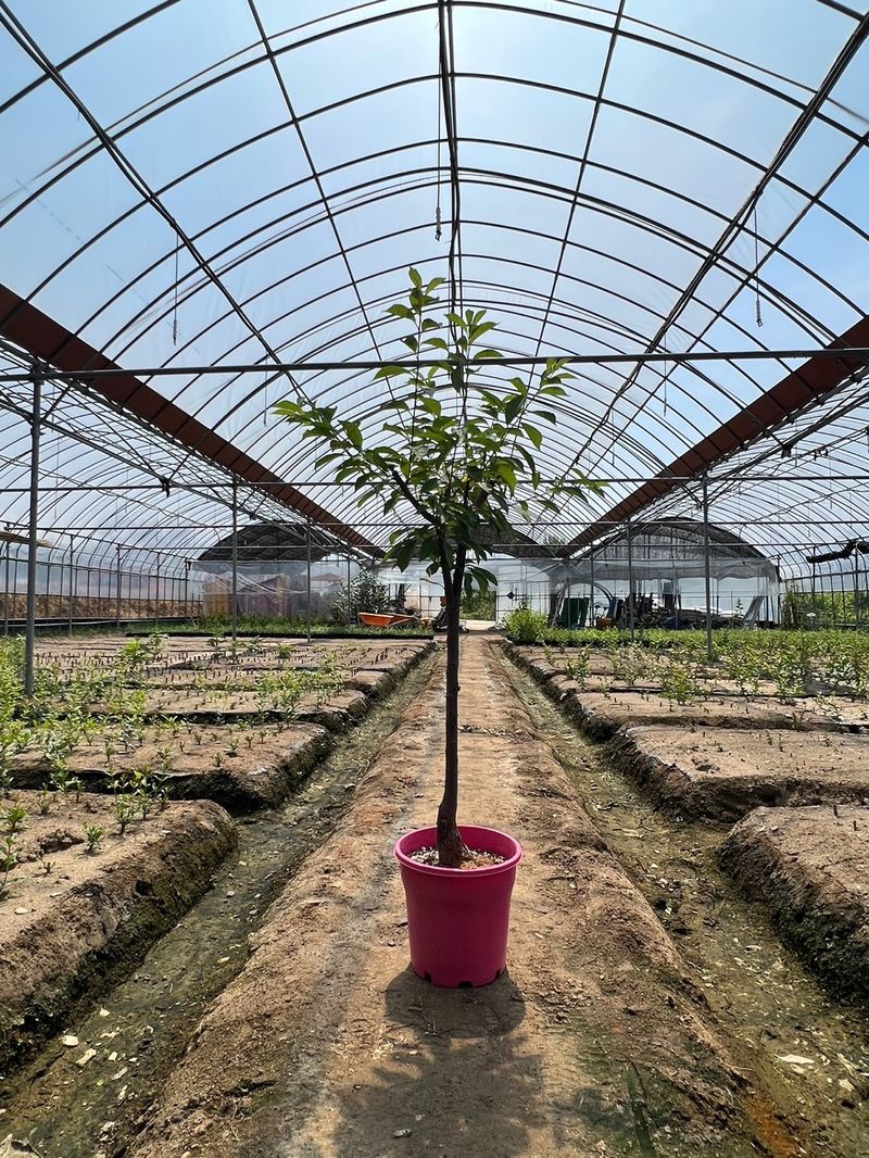 일심묘목농원님의 장터 판매 상품 [왕자두 3년생 결실주 포트묘] 첨부 사진
