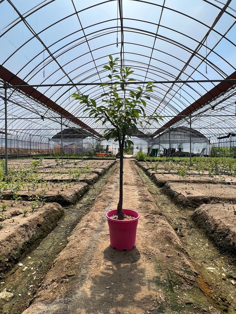 일심묘목농원님의 장터 판매 상품 [왕자두 3년생 결실주 포트묘] 첨부 사진