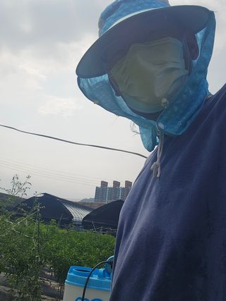 감자1963초보농부님의 고추 · 일상 작성글 사진