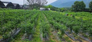 감자1963초보농부님의 고추 · 일상 작성글 사진