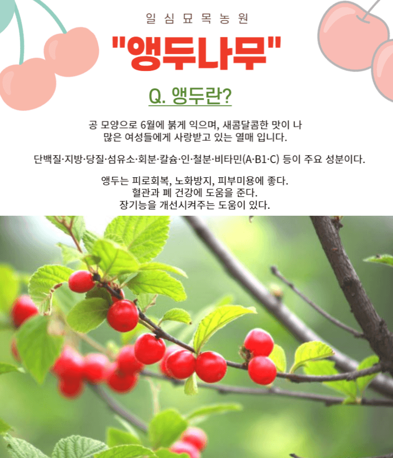 장터 상품 [앵두나무 3년생 결실주 포트묘] 썸네일