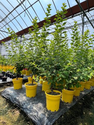 일심묘목농원님의 작성글 사진