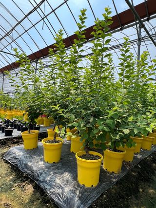 일심묘목농원님의 작성글 사진