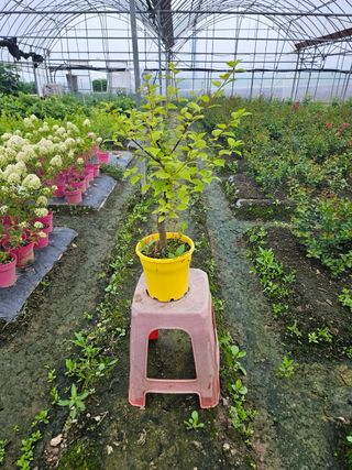 일심묘목농원님의 작성글 사진