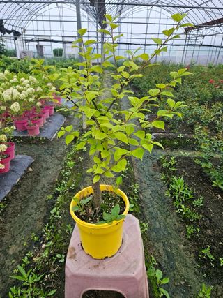 일심묘목농원님의 작성글 사진