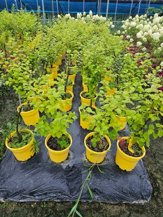 일심묘목농원님의 작성글 사진