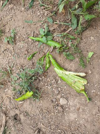 박진욱님의 고추 · 병해충상담 작성글 사진