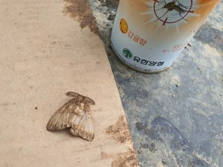 박진욱님의 고추 · 병해충상담 작성글 사진