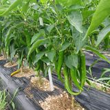 팜모닝 고추·영농일지 게시글 이미지