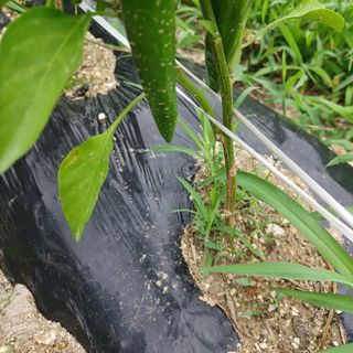 허재영 님의 고추 · 영농일지 작성글 사진