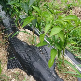 허재영 님의 고추 · 영농일지 작성글 사진