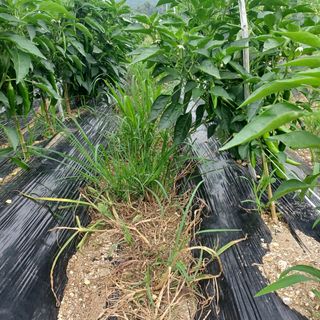 허재영 님의 고추 · 영농일지 작성글 사진