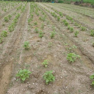 허재영 님의 들깨 · 영농일지 작성글 사진