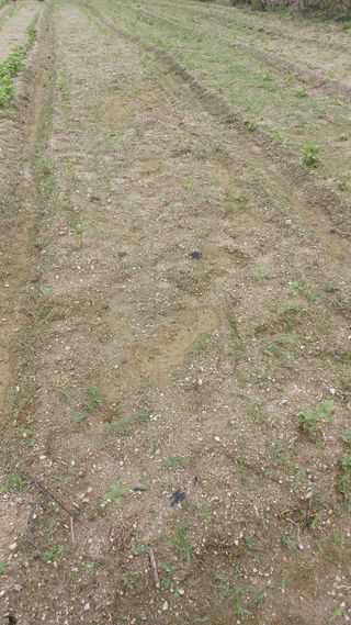 허재영 님의 들깨 · 영농일지 작성글 사진