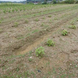 허재영 님의 들깨 · 영농일지 작성글 사진