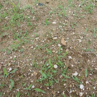 허재영 님의 들깨 · 영농일지 작성글 사진