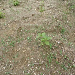 허재영 님의 들깨 · 영농일지 작성글 사진