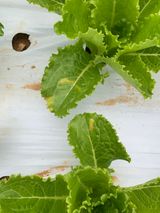 팜모닝 상추·병해충상담 게시글 이미지