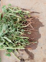 팜모닝 참깨·병해충상담 게시글 이미지