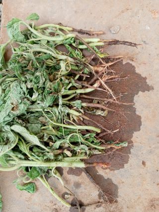 윤형곤님의 참깨 · 병해충상담 작성글 사진