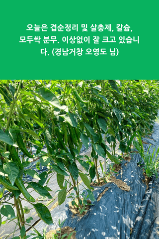 팜모닝 농자재정보님의 팜모닝공식 · 농사정보 작성글 사진