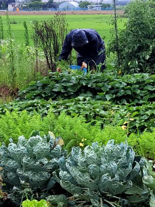 행복농장아다나님의 기타작물 · 자유게시판 작성글 사진