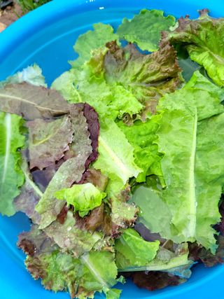 행복농장아다나님의 기타작물 · 자유게시판 작성글 사진