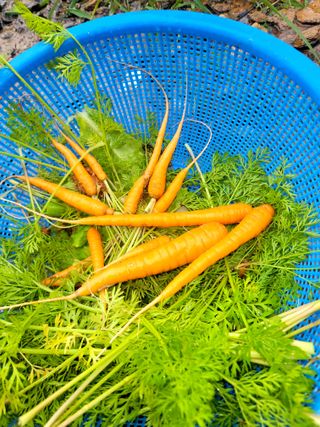 행복농장아다나님의 기타작물 · 자유게시판 작성글 사진