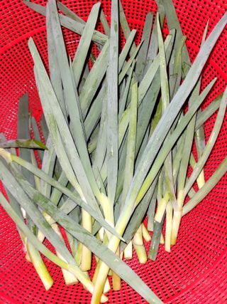 행복농장아다나님의 기타작물 · 자유게시판 작성글 사진