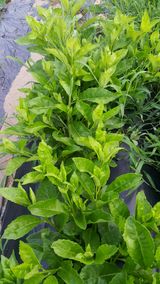 팜모닝 기타작물·자유게시판 게시글 이미지