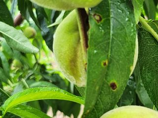 육영순님의 복숭아 · 자유게시판 작성글 사진