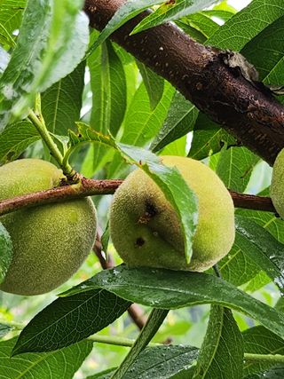 육영순님의 복숭아 · 자유게시판 작성글 사진