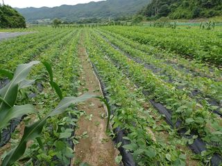 여규엽님의 콩 · 영농일지 작성글 사진