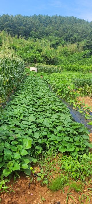 송인만님의 최고의 제초제는 무엇인가요? · 참여 작성글 사진