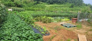 송인만님의 최고의 제초제는 무엇인가요? · 참여 작성글 사진