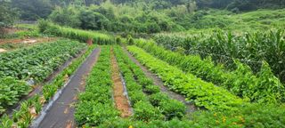 송인만님의 최고의 제초제는 무엇인가요? · 참여 작성글 사진