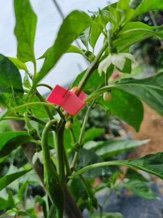 김 기 동님의 벼 · 영농일지 작성글 사진