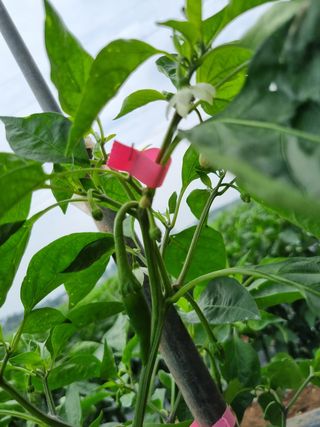 김 기 동님의 벼 · 영농일지 작성글 사진