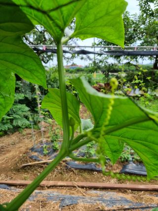 김 기 동님의 벼 · 영농일지 작성글 사진